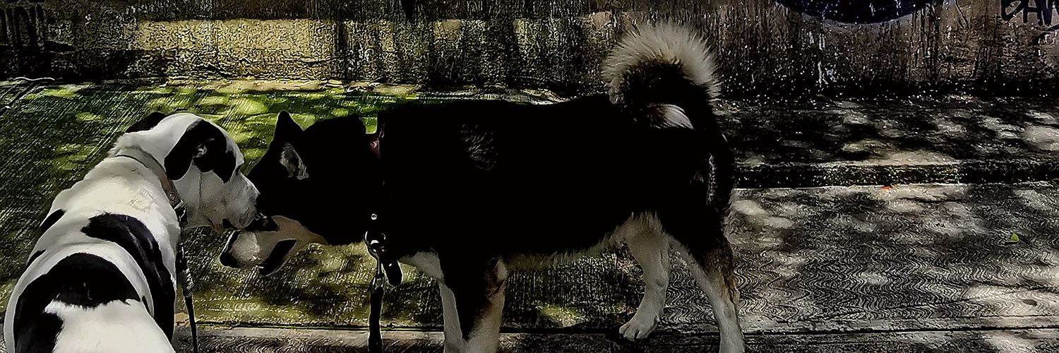 vdveto's profile banner image