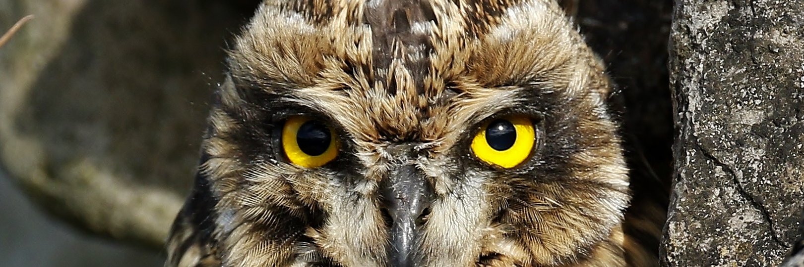 Mark fullerton banner