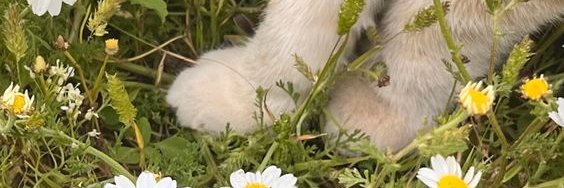 ◡̈ wymmmmbaebae 🌸🐰ミ♡ banner