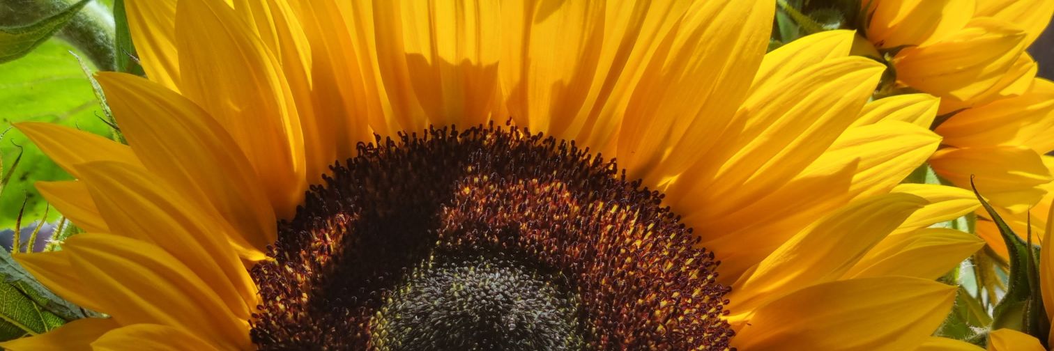 katie florence banner