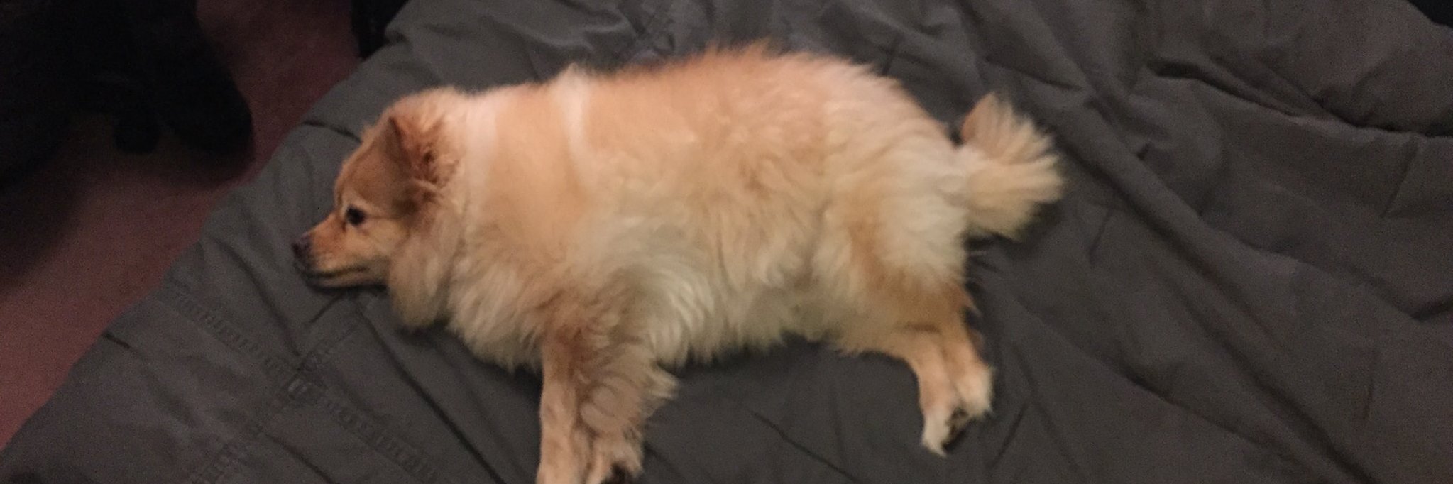 dahknee's profile banner image