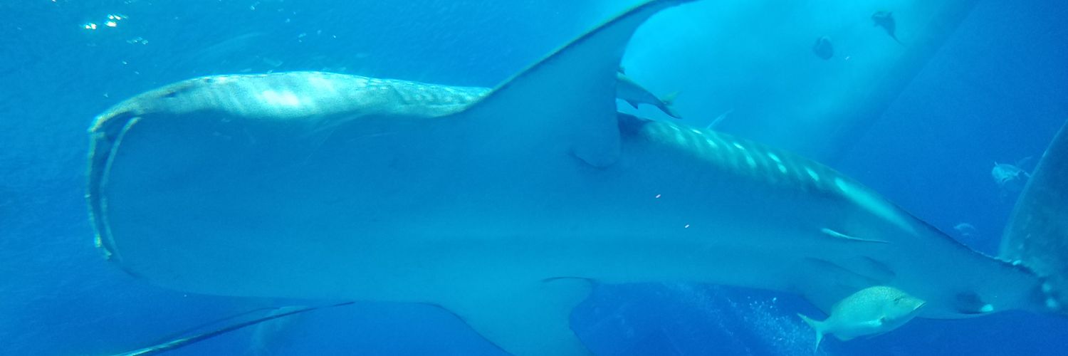 bess_shark's profile banner image