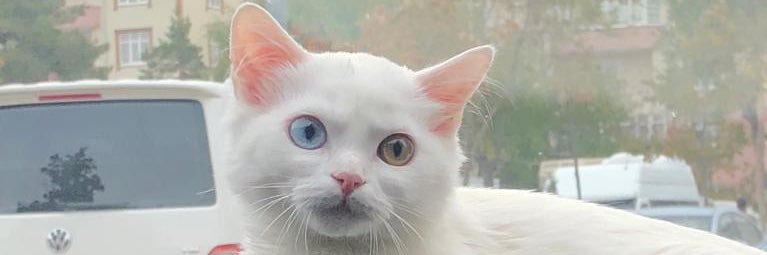 ynsykt's profile banner image
