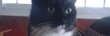 Kur0ito's profile banner image