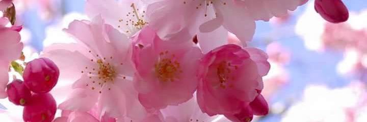 ginaerry's profile banner image