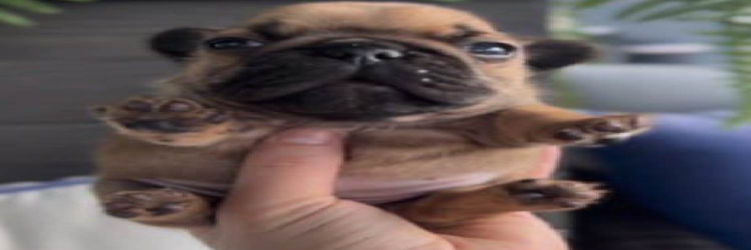 TimeAndCrusher's profile banner image