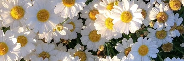 KikySilvana3's profile banner image
