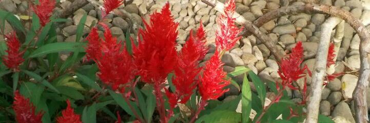 Arum Kusumowardhani banner