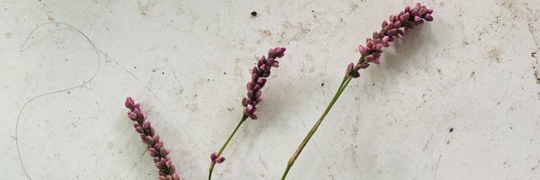 AlrightNC Profile Banner