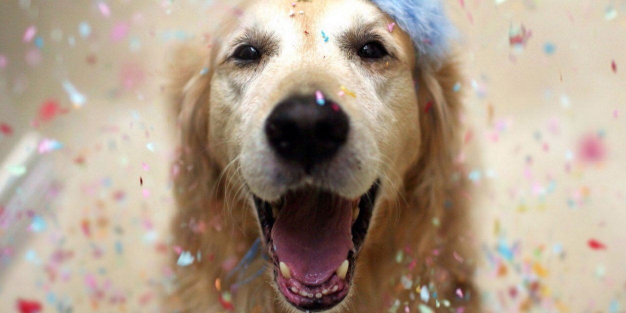 BellaHound's profile banner image