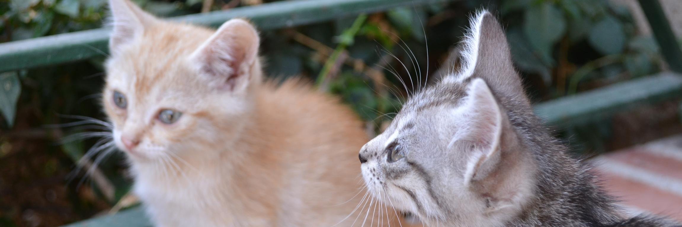 Santramo's profile banner image