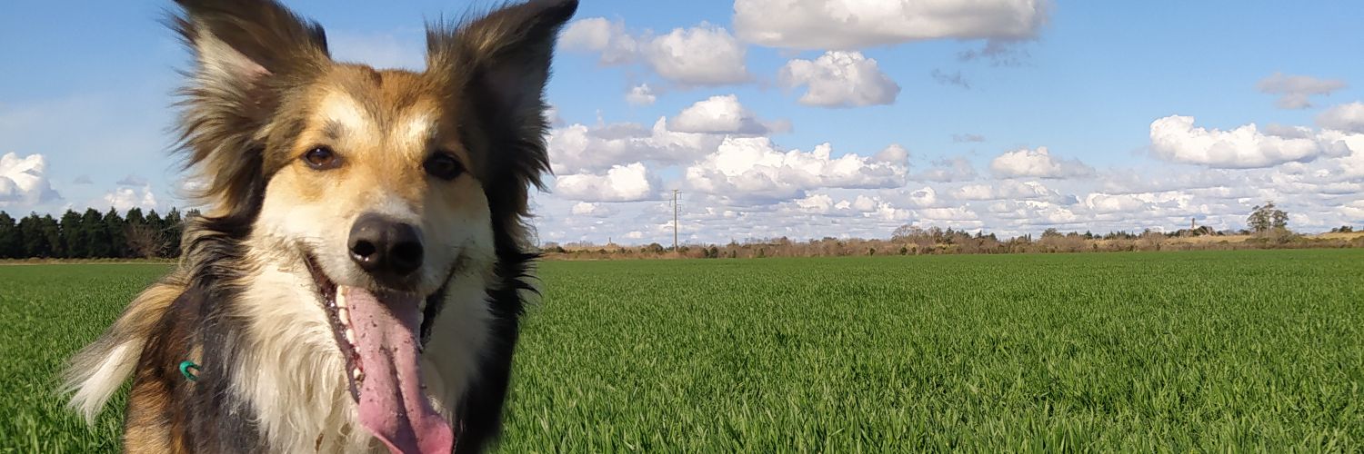 TamaCoppari's profile banner image