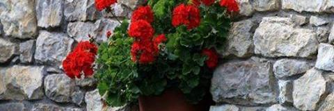 roz71584949's profile banner image