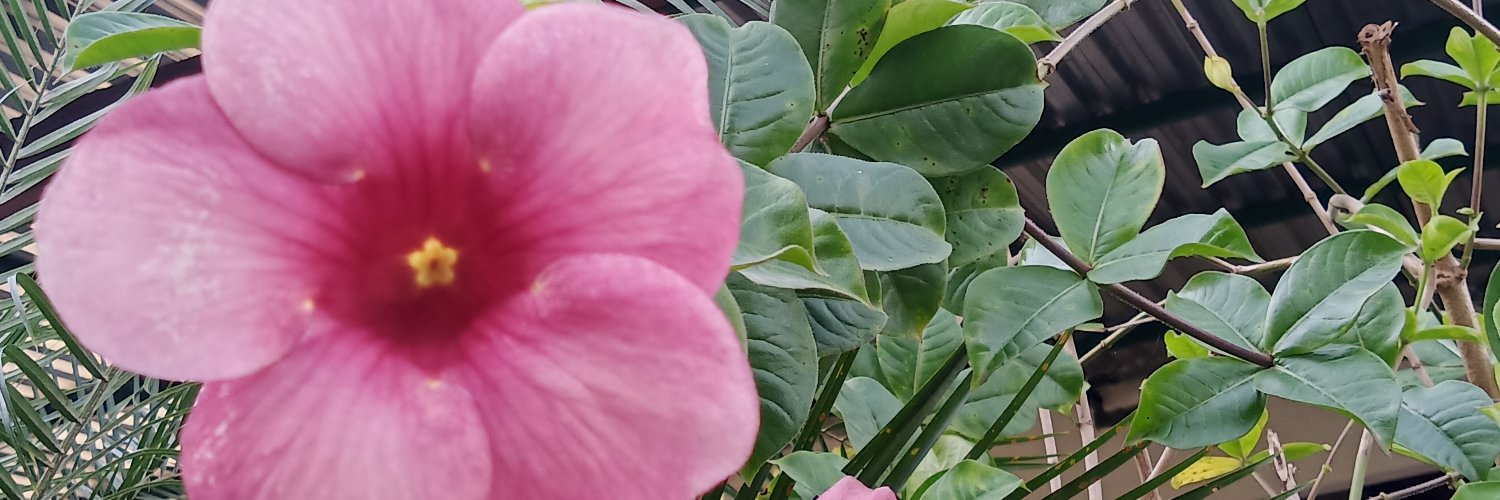 FannyDiazdl's profile banner image