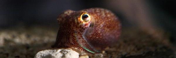 markjmandel Profile Banner