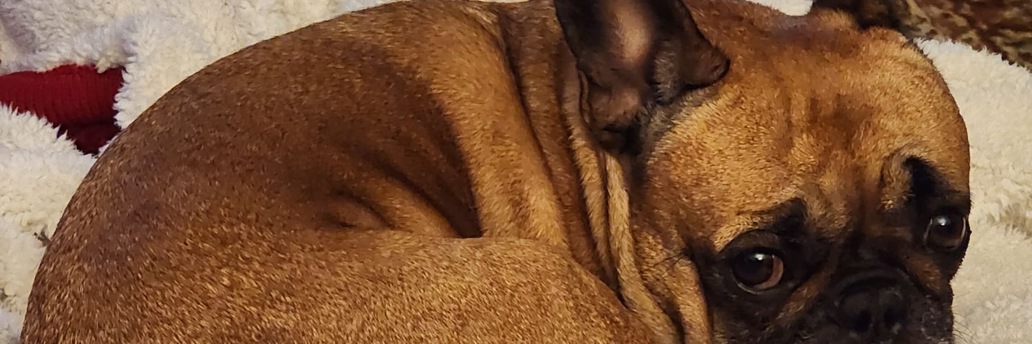 SomebodysBella's profile banner image