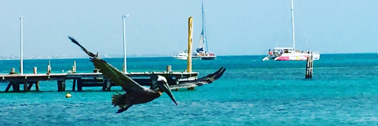 DoloresToledo banner