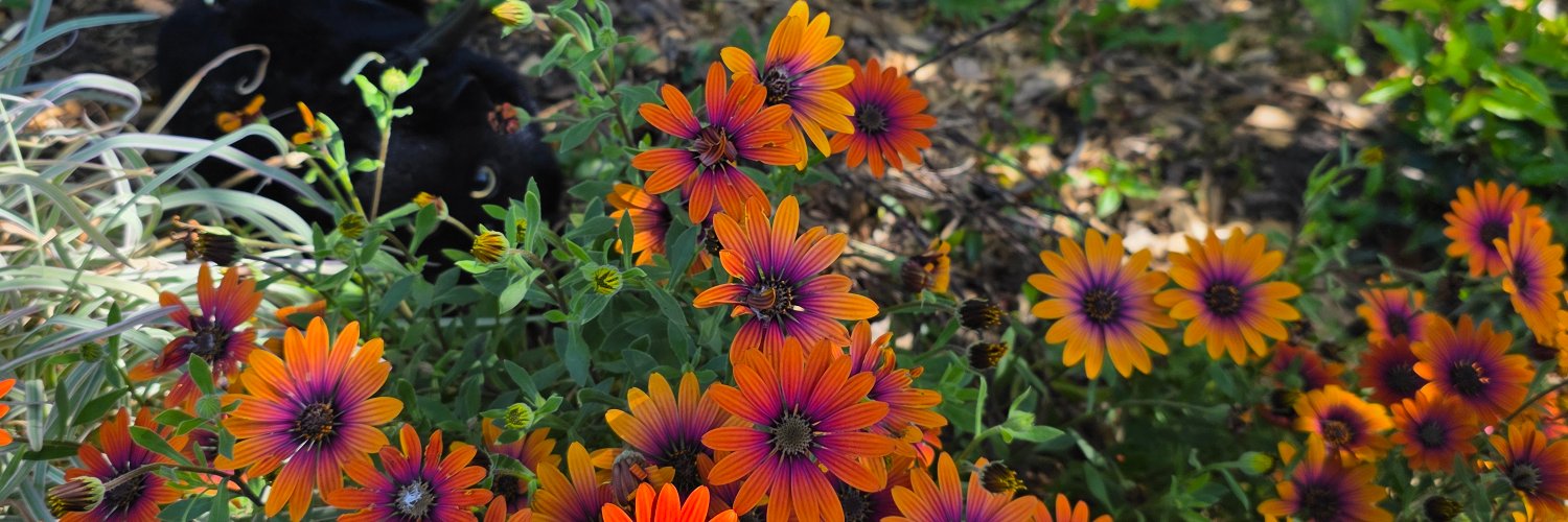 Mariquita Real 💃 banner