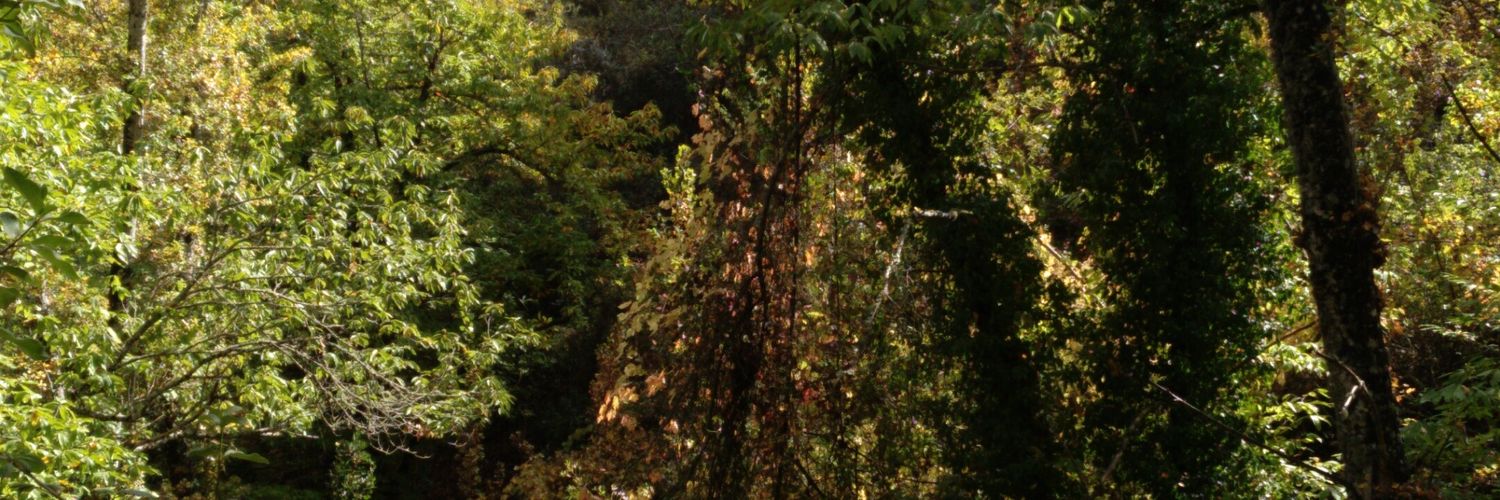 Mimynu's profile banner image