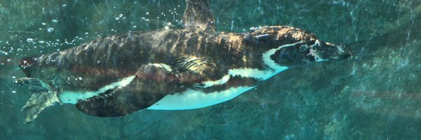 greentea_cc Profile Banner