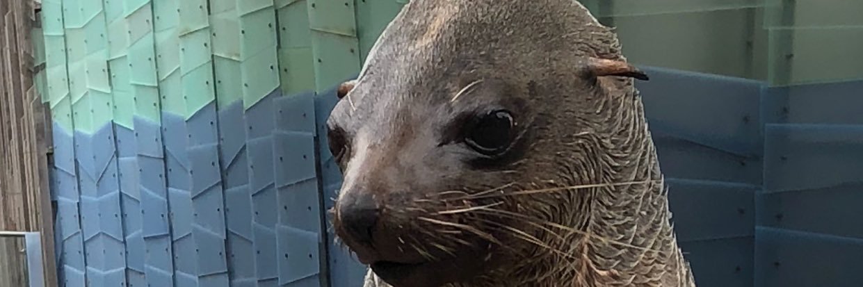 sealspeak's profile banner image