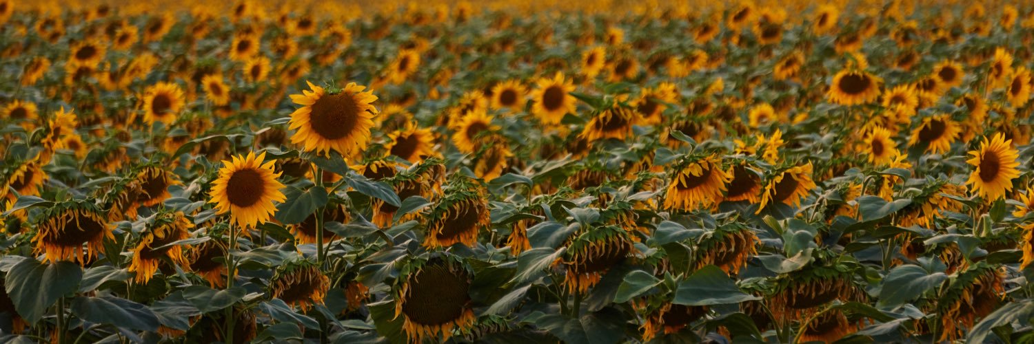 tigrrjuice's profile banner image