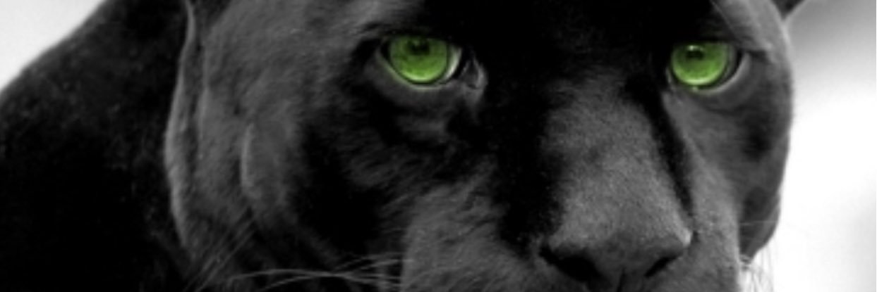 PerryCompCheer's profile banner image