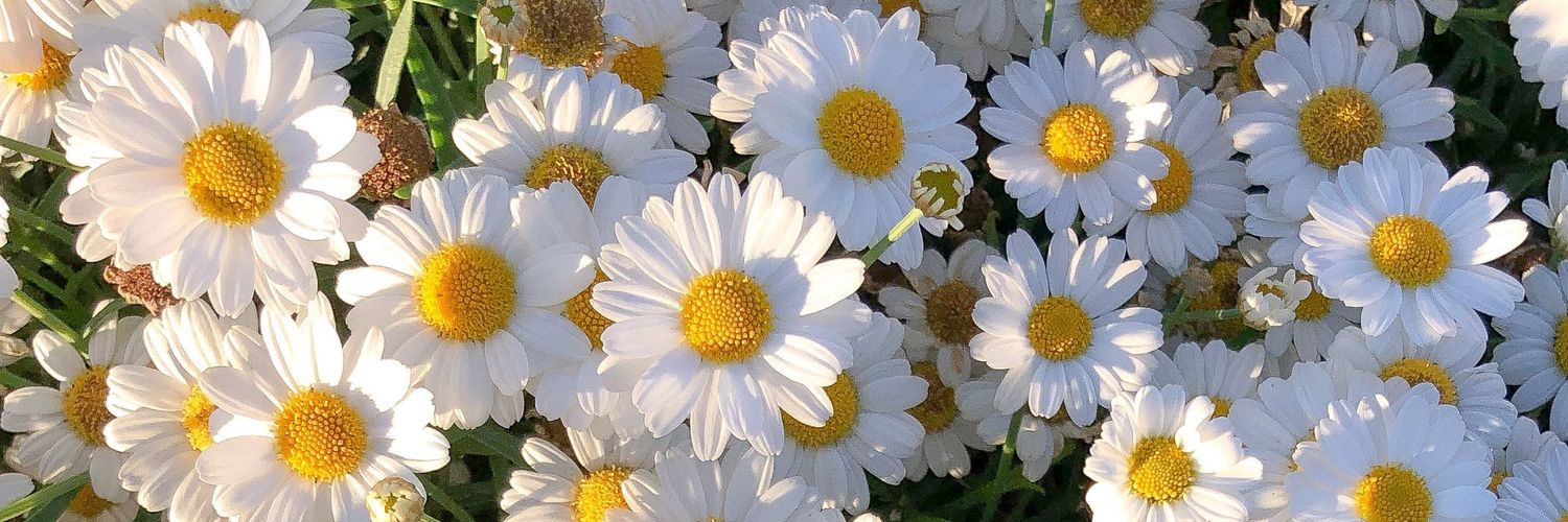 dvydreaming_'s profile banner image