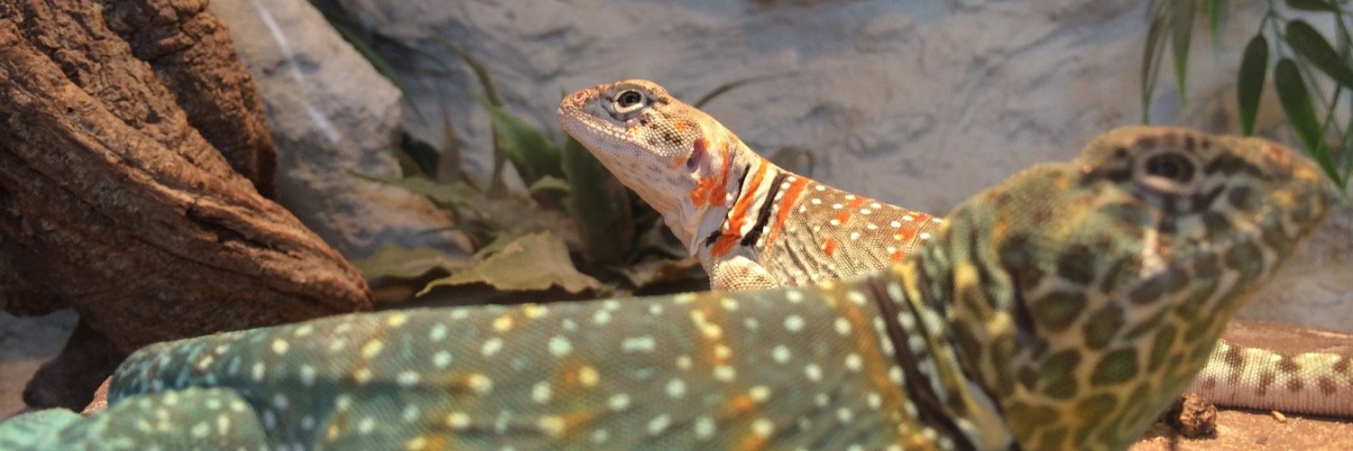 LodeRaaphorst's profile banner image