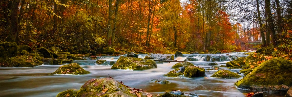MindfulMindCo's profile banner image