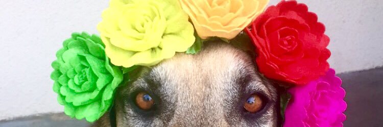 OMGDANI's profile banner image