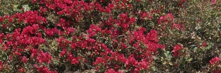 _____plp's profile banner image