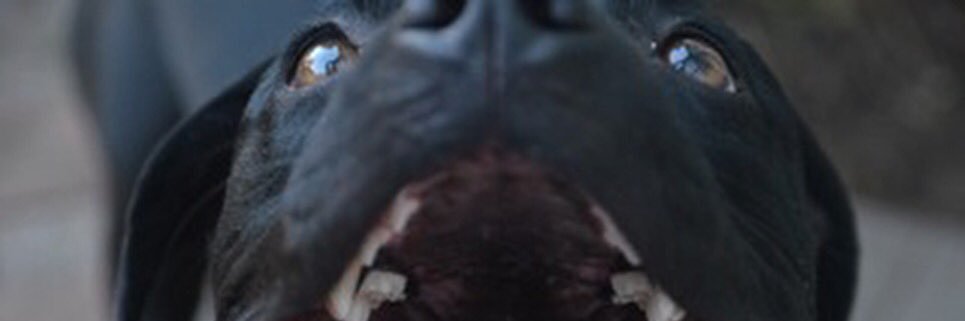 carsonelizagray's profile banner image