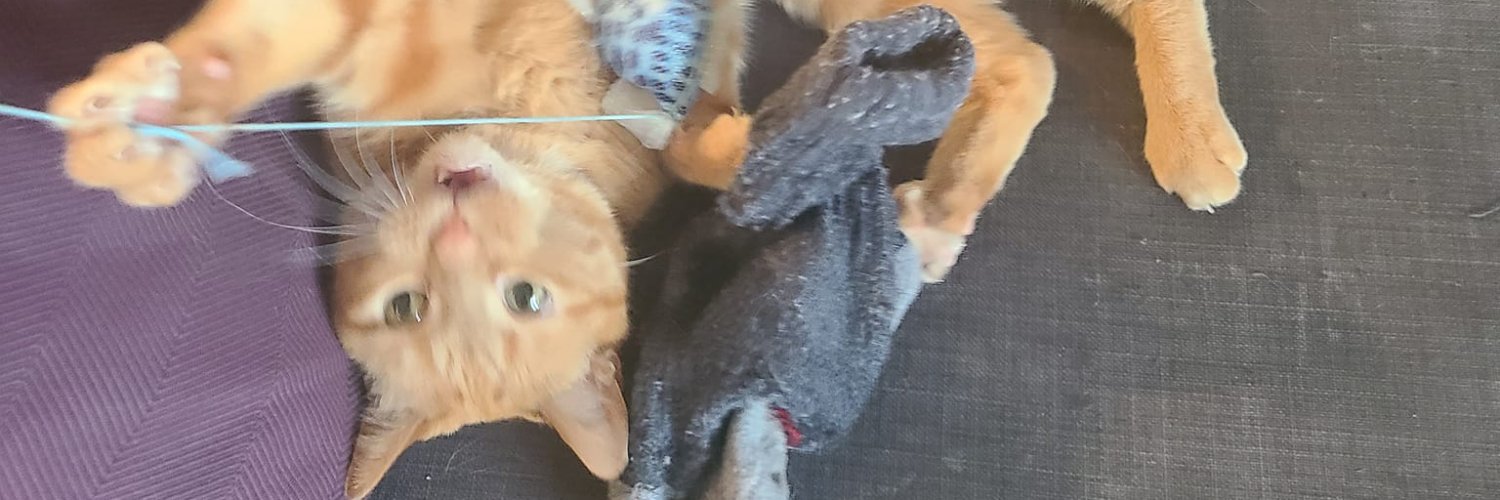 Cletus Van Damme banner