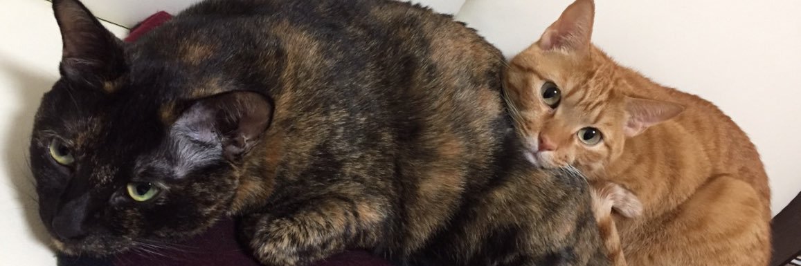 おくころちゃん banner