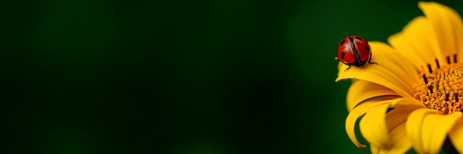 mie_xmk1's profile banner image