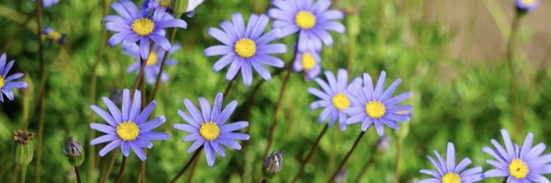 EmilyFlowers's profile banner image