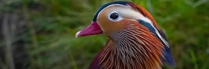 IsmaelHalil1's profile banner image