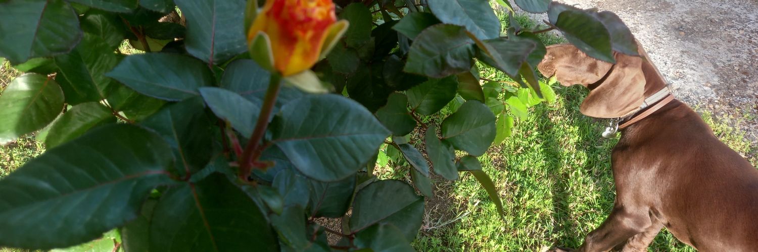 Daniel Alarcón banner