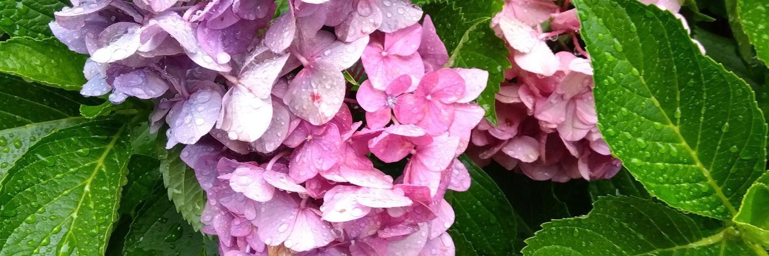 toka_noncha's profile banner image