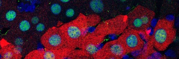 WeiYu_Lu Profile Banner