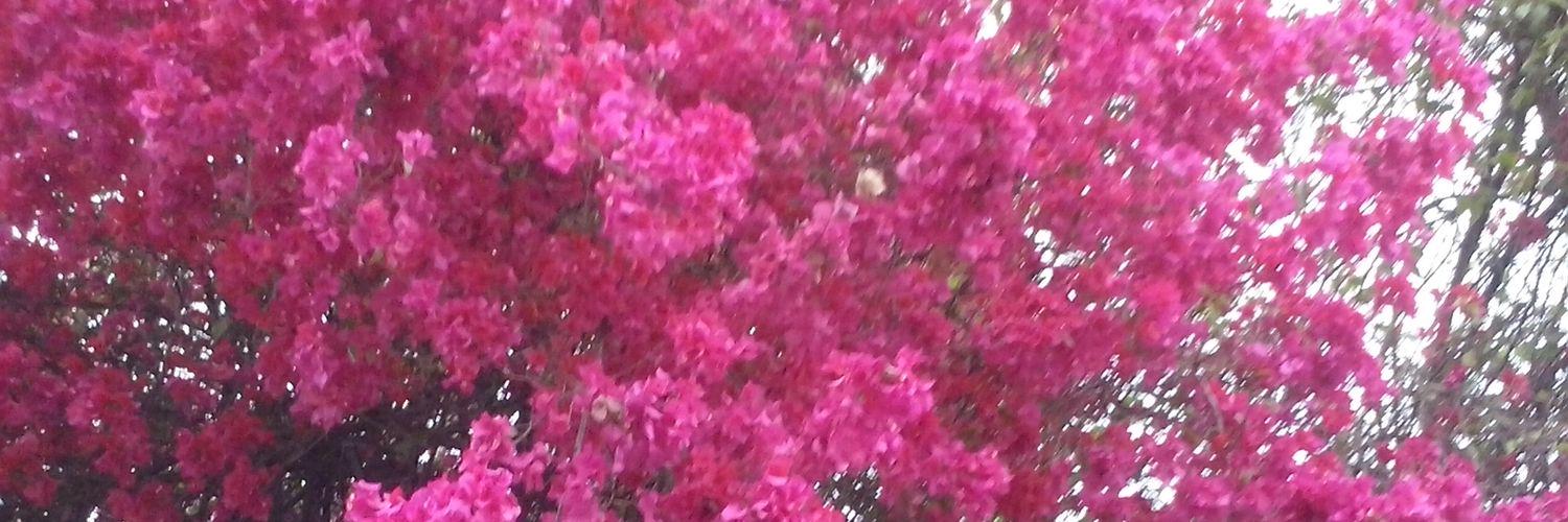 IvvHazel's profile banner image