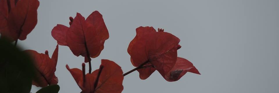 aliyahsn_'s profile banner image