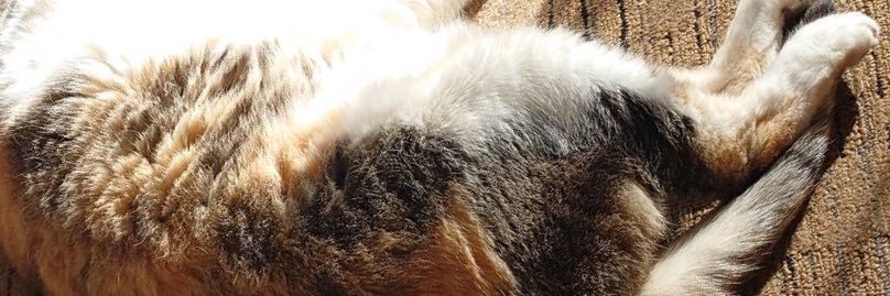 GingerM1002's profile banner image