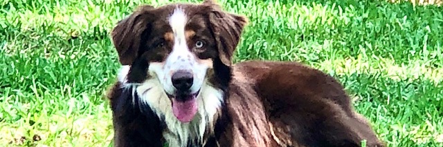 Colleen Hamilton 🟧 banner