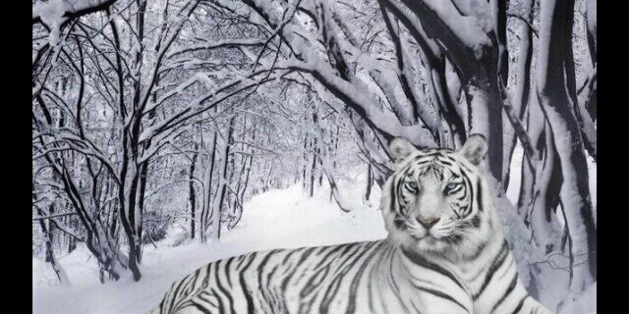 LALONBABY's profile banner image