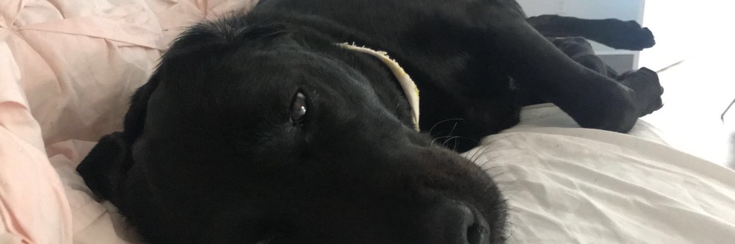 LilyPlamann's profile banner image