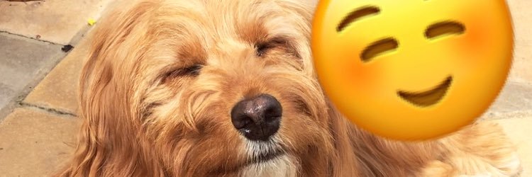 lucyjaynelester's profile banner image