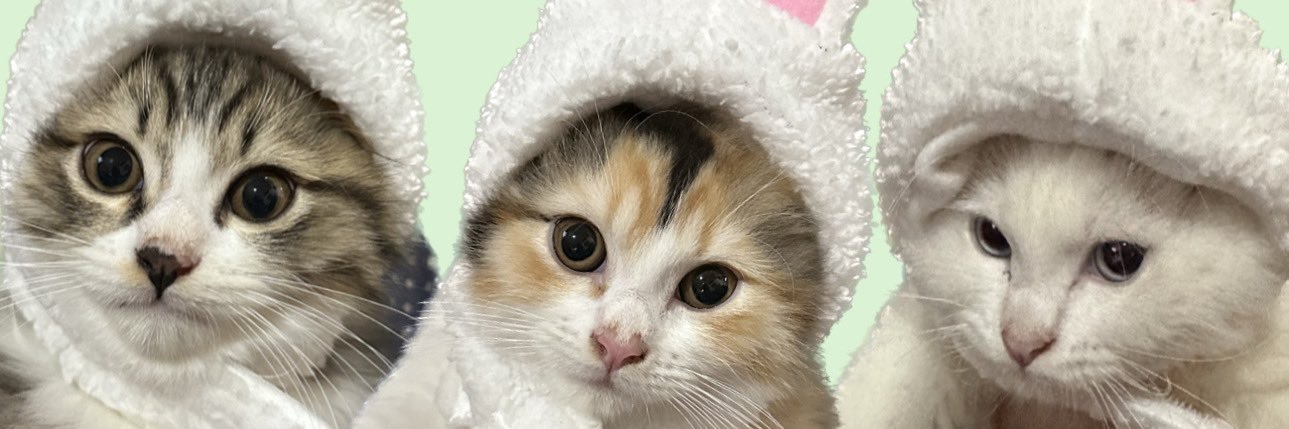 SyafaAnindya's profile banner image