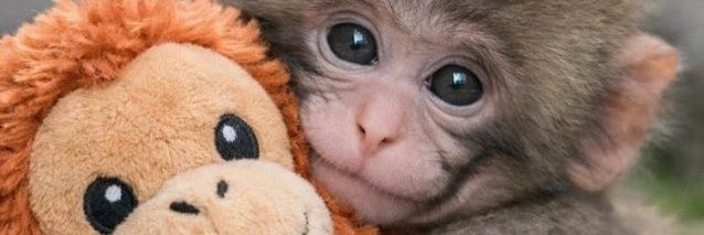 VoiceInEdmonton banner